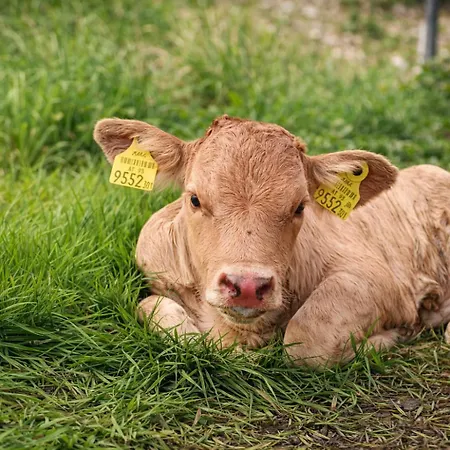 Bio Hof Bichler Gospodarstwo agroturystyczne *